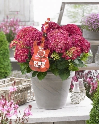 Hortensia Red Reggae (Hydrangea 'Music Collection') 3 Hortensia Red Reggae (Hydrangea 'Music Collection')