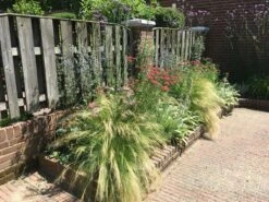 Borderpakket Roze En Blauw 7 Borderpakket Roze En Blauw -PlantenPracht Winkel renske krijgsman 1