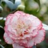 Camelia (Camellia Japonica 'Margaret Davis') -PlantenPracht Winkel rera03446 1