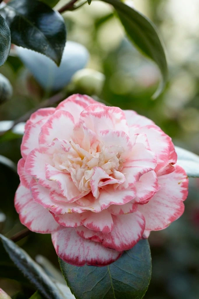 Camelia (Camellia Japonica 'Margaret Davis') 3 Camelia (Camellia Japonica 'Margaret Davis')