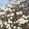 Beverboom (Magnolia Kobus) -PlantenPracht Winkel rera03974 1