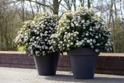 Groenblijvende Sneeuwbal (Viburnum Tinus 'Eve Price') -PlantenPracht Winkel rera04753 2