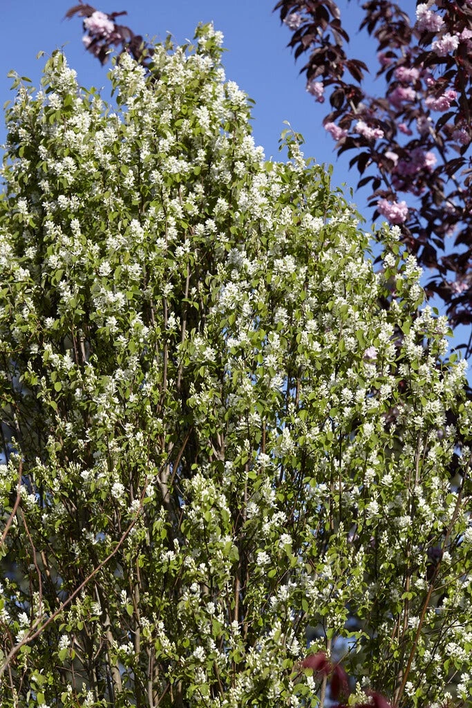 Zuilvormige Krentenboom (Amelanchier Alnifolia 'Obelisk') 4 Zuilvormige Krentenboom (Amelanchier Alnifolia 'Obelisk') - Afbeelding 2