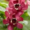 Specerijstruik (Calycanthus 'Aphrodite') -PlantenPracht Winkel rera05242