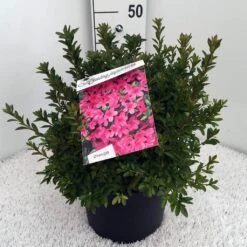 Japanse Azalea (Rhododendron 'Madame Van Hecke') -PlantenPracht Winkel rh. aj mme van hecke c10 1