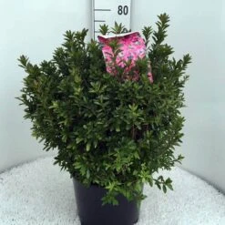 Japanse Azalea (Rhododendron 'Madame Van Hecke') -PlantenPracht Winkel rh. aj mme van hecke c15 2