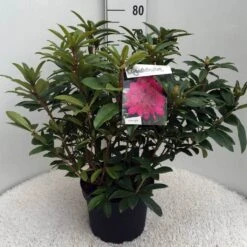 Rhododendron (Rhododendron 'Anah Kruschke') -PlantenPracht Winkel rh. anah kruschke c10 50 cm