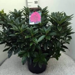 Rhododendron (Rhododendron 'Anah Kruschke') -PlantenPracht Winkel rh. anah kruschke c20 1