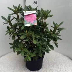 Rhododendron (Rhododendron 'Cosmopolitan') -PlantenPracht Winkel rh. cosmopolitan c10 50 cm