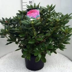 Rhododendron (Rhododendron 'Cosmopolitan') -PlantenPracht Winkel rh. cosmopolitan c20 1
