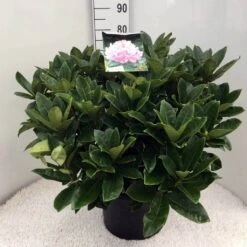 Rhododendron (Rhododendron 'Gomer Waterer') -PlantenPracht Winkel rh. gomer waterer c20
