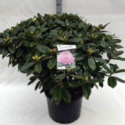 Rhododendron (Rhododendron 'Gomer Waterer') -PlantenPracht Winkel rh. gomer waterer c40 2