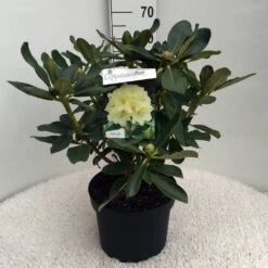 Rhododendron (Rhododendron 'Horizon Monarch') -PlantenPracht Winkel rh. horizon monarch c10 50 cm 1