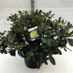 Rhododendron (Rhododendron 'Horizon Monarch') -PlantenPracht Winkel rh. horizon monarch c40 1