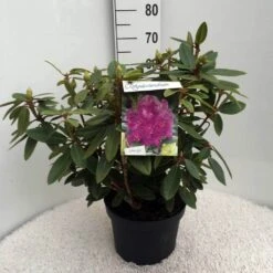 Rhododendron (Rhododendron 'Kokardia') -PlantenPracht Winkel rh. kokardia c10 50 cm