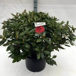 Rhododendron (Rhododendron 'Lord Roberts') 14 Rhododendron (Rhododendron 'Lord Roberts') -PlantenPracht Winkel rh. lord roberts c40 2