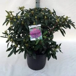 Rhododendron (Rhododendron 'Marcel Menard') -PlantenPracht Winkel rh. marcel menard c30 3