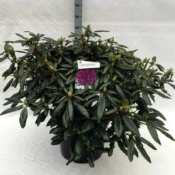 Rhododendron (Rhododendron 'Marcel Menard') -PlantenPracht Winkel rh. marcel menard c40 3