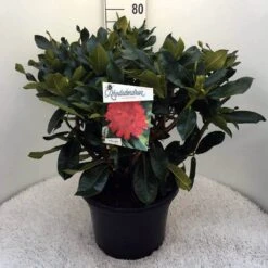 Rhododendron (Rhododendron 'Markeeta's Prize') -PlantenPracht Winkel rh. markeeta s prize c20 2