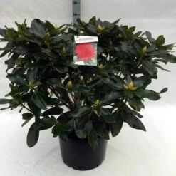 Rhododendron (Rhododendron 'Markeeta's Prize') -PlantenPracht Winkel rh. markeeta s prize c40 2