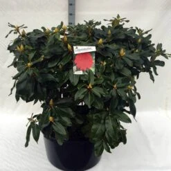 Rhododendron (Rhododendron 'Markeeta's Prize') -PlantenPracht Winkel rh. markeeta s prize c80 2
