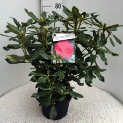 Rhododendron (Rhododendron 'Nova Zembla') -PlantenPracht Winkel rh. nova zembla c10 50 cm