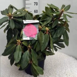 Rhododendron (Rhododendron 'American Beauty') -PlantenPracht Winkel rh. p. a. beauty c10 50 cm