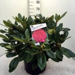 Rhododendron (Rhododendron 'American Beauty') -PlantenPracht Winkel rh. p.a. beauty c20 3