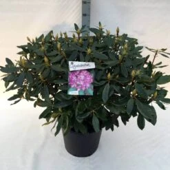 Bosrhododendron (Rhododendron Ponticum 'Roseum') -PlantenPracht Winkel rh. pont. roseum c30