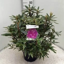 Bosrhododendron (Rhododendron Ponticum 'Variegatum') -PlantenPracht Winkel rh. pont. variegatum c10 50 cm 1