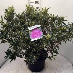 Bosrhododendron (Rhododendron Ponticum 'Variegatum') 27 Bosrhododendron (Rhododendron Ponticum 'Variegatum') -PlantenPracht Winkel rh. pont. variegatum c20