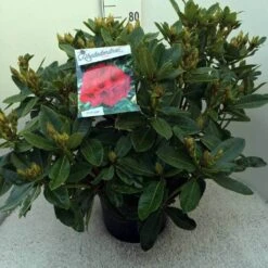 Rhododendron (Rhododendron 'Red Jack') -PlantenPracht Winkel rh. red jack c20 1