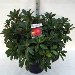 Rhododendron (Rhododendron 'Red Jack') -PlantenPracht Winkel rh. red jack c30 1