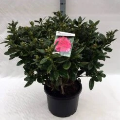Rhododendron (Rhododendron 'Rocket') -PlantenPracht Winkel rh. rocket c40 2