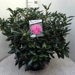 Rhododendron (Rhododendron 'Roseum Elegans') -PlantenPracht Winkel rh. roseum elegans c20 2