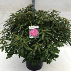 Rhododendron (Rhododendron 'Roseum Elegans') -PlantenPracht Winkel rh. roseum elegans c40 1