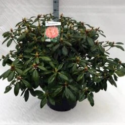 Rhododendron (Rhododendron 'Virginia Richards') -PlantenPracht Winkel rh. virginia richards c40