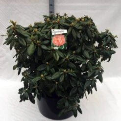 Rhododendron (Rhododendron 'Virginia Richards') -PlantenPracht Winkel rh. virginia richards c80