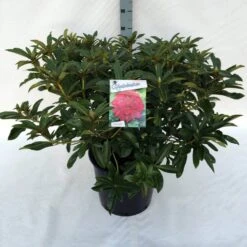 Rhododendron (Rhododendron 'Wilgen's Ruby') -PlantenPracht Winkel rh. wilgen s ruby c30 2