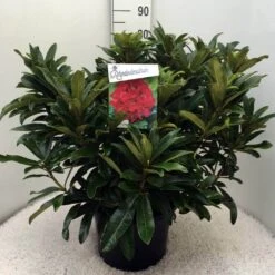 Rhododendron (Rhododendron 'Wilgen's Ruby') -PlantenPracht Winkel rh. wilgens ruby c20 2