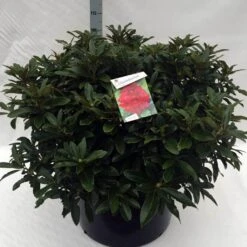 Rhododendron (Rhododendron 'Wilgen's Ruby') -PlantenPracht Winkel rh. wilgens ruby c80