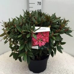 Rhododendron (Rhododendron 'Winsome') -PlantenPracht Winkel rh. winsome c10 50 cm