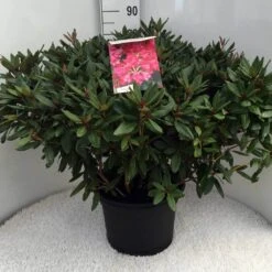 Rhododendron (Rhododendron 'Winsome') -PlantenPracht Winkel rh. winsome c20