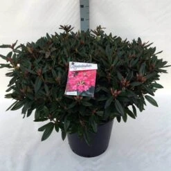 Rhododendron (Rhododendron 'Winsome') -PlantenPracht Winkel rh. winsome c30 2
