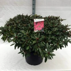 Rhododendron (Rhododendron 'Winsome') -PlantenPracht Winkel rh. winsome c40 2