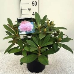 Rhododendron (Rhododendron 'Doc') -PlantenPracht Winkel rh. y doc c5 1