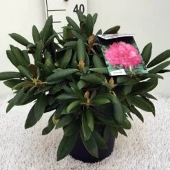 Dwergrhododendron (Rhododendron 'Polaris') -PlantenPracht Winkel rh. y polaris c5 3