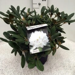 Dwergrhododendron (Rhododendron 'Porzellan') -PlantenPracht Winkel rh. y porzelan c10