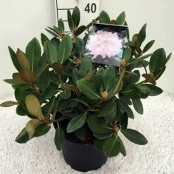 Dwergrhododendron (Rhododendron 'Silberwolke') -PlantenPracht Winkel rh. y silberwolke c5