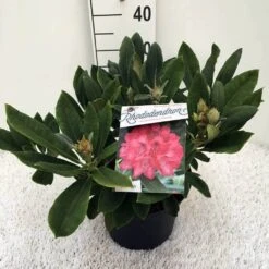 Rhododendron (Rhododendron 'Sneezy') -PlantenPracht Winkel rh. y sneezy c5 1